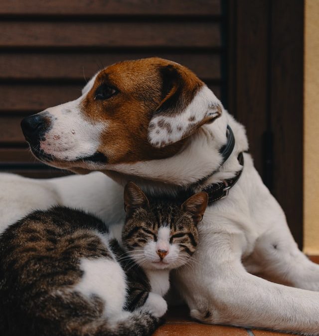 Pets are Still Property: NJ Supreme Court